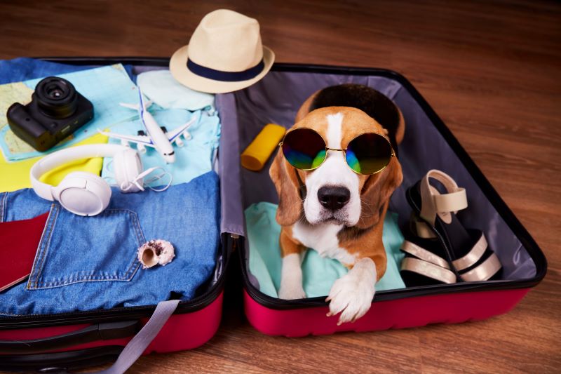 Travelling with a Dog