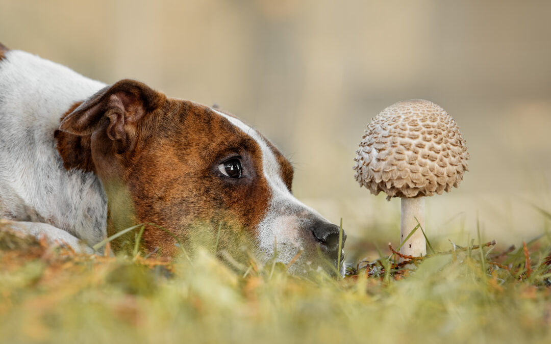 The Markets and Mushrooms!
