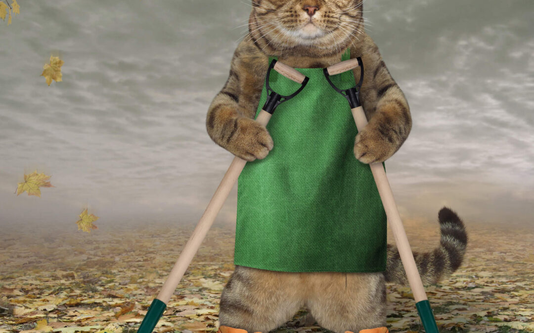 Garden Cleanup