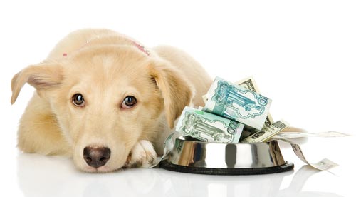 sadpuppy