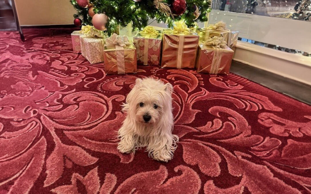 Merry Christmas from Trixie!