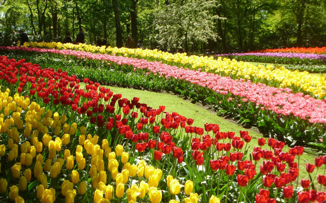 The Tulips of Amsterdam