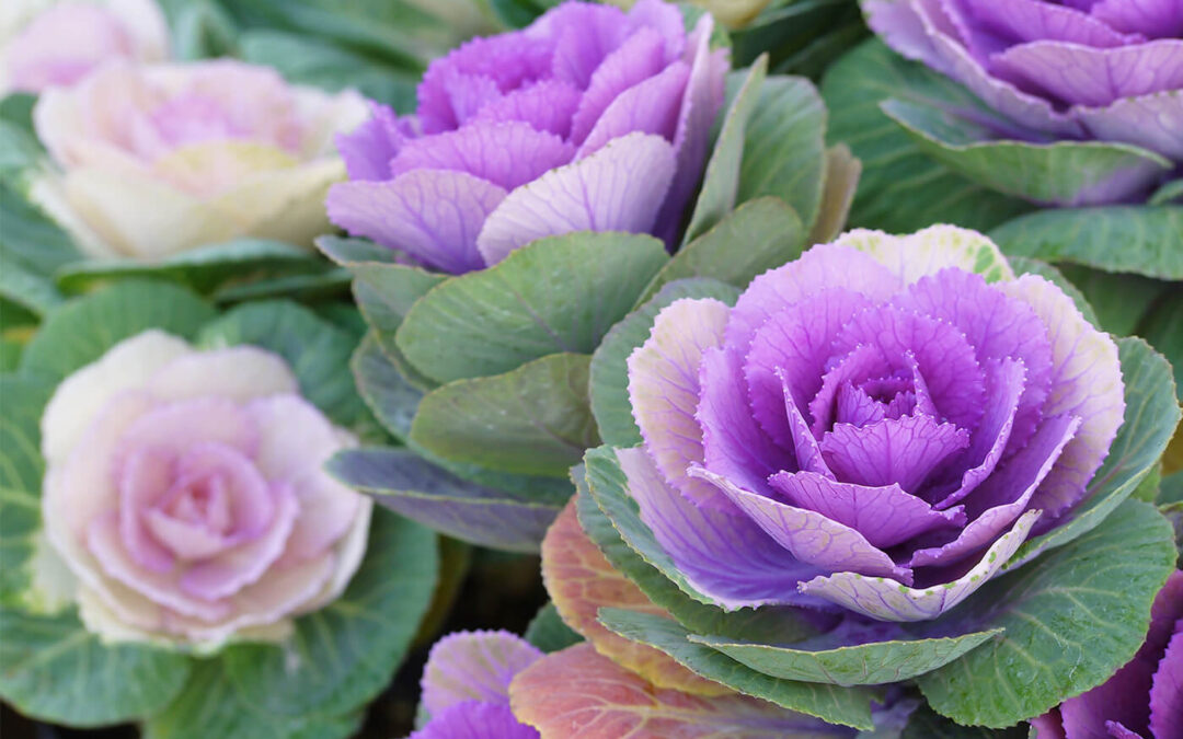 Winter Blooms and Vegetables