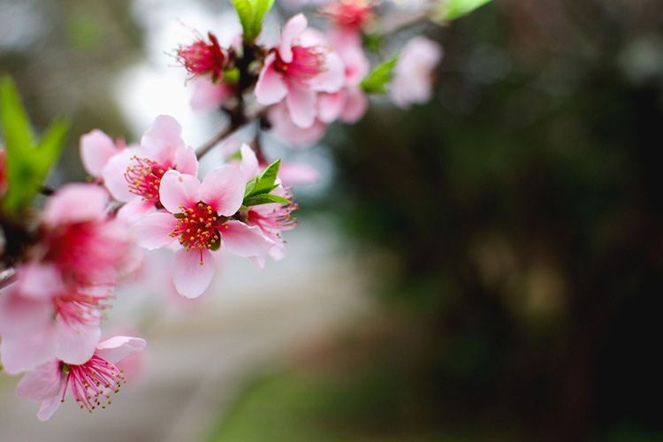 Atlanta is in Bloom!