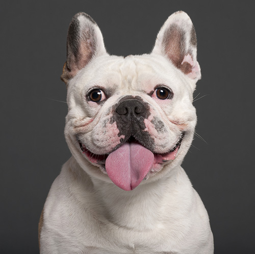 Frenchies Win Top Dog!