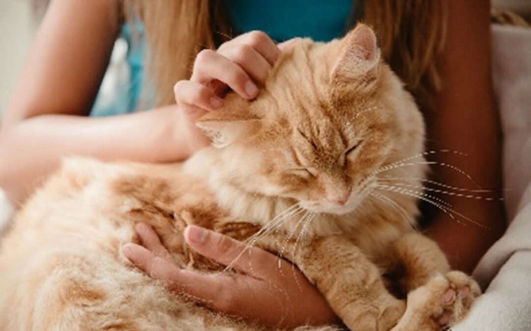 The Power of Pets