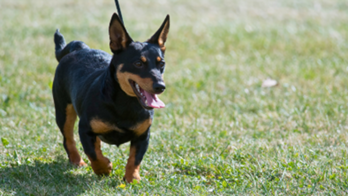 New Breed Recognized by the AKC