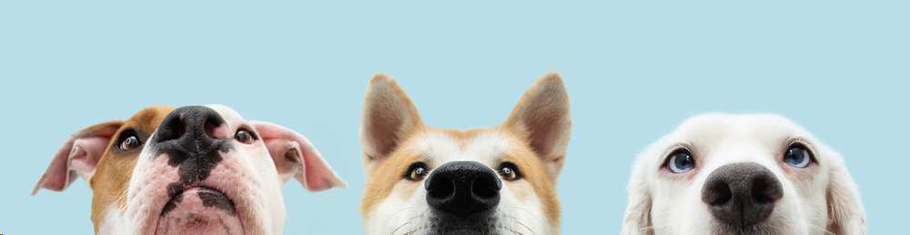 dog-eyes