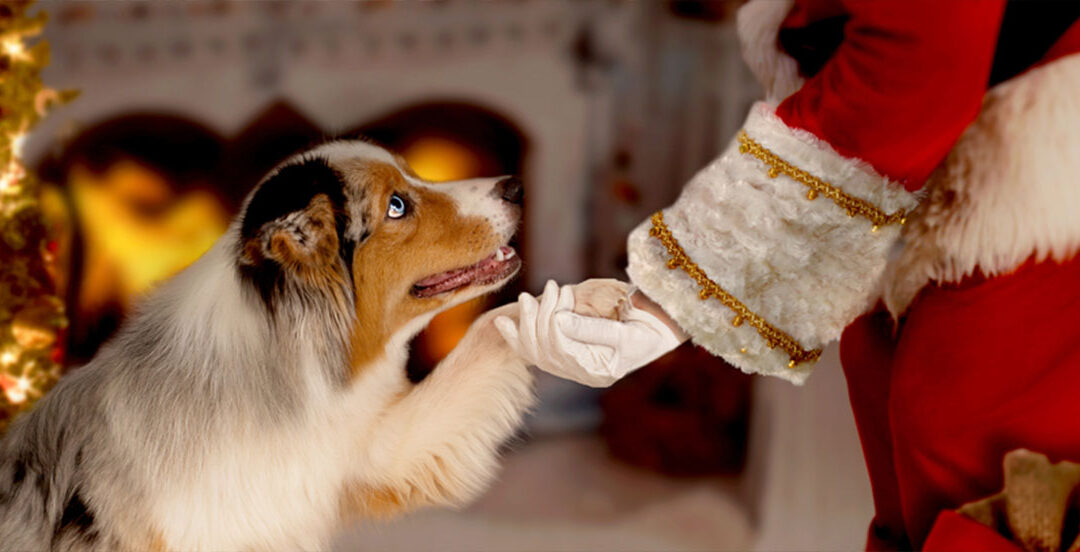 The odds on a “Santa Rally” this year and your tariff questions answered!