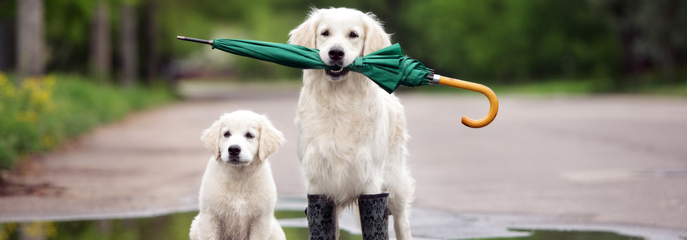 What do weather and investing have in common?